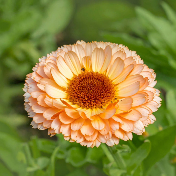Peach Calendula Flower Seeds – Heirloom, Non-GMO, High Germination Seeds for Planting