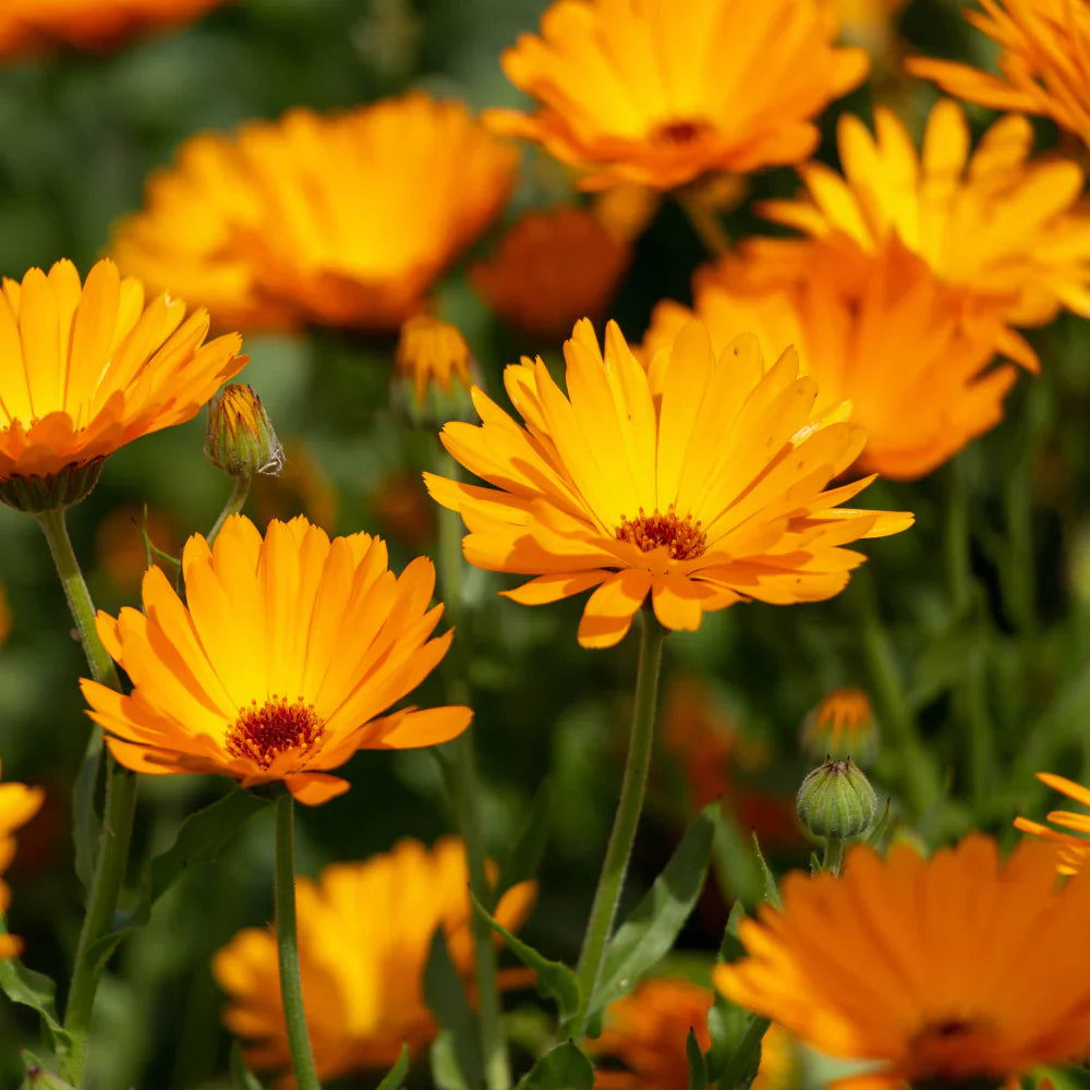 Calendula Marigold herb seeds