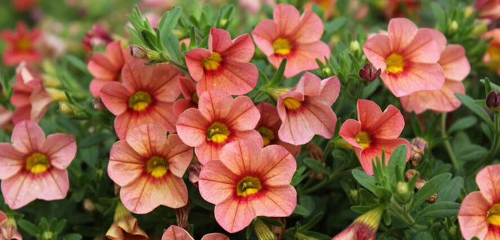 Orange Red Calibrachoa Flower Seeds – Heirloom, Non-GMO, High Germination Seeds