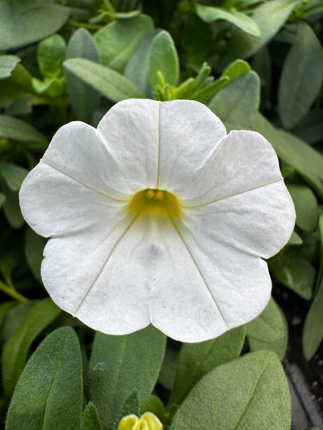 White Calibrachoa Flower Seeds – Heirloom, Non-GMO, High Germination, Organic Seeds for Planting