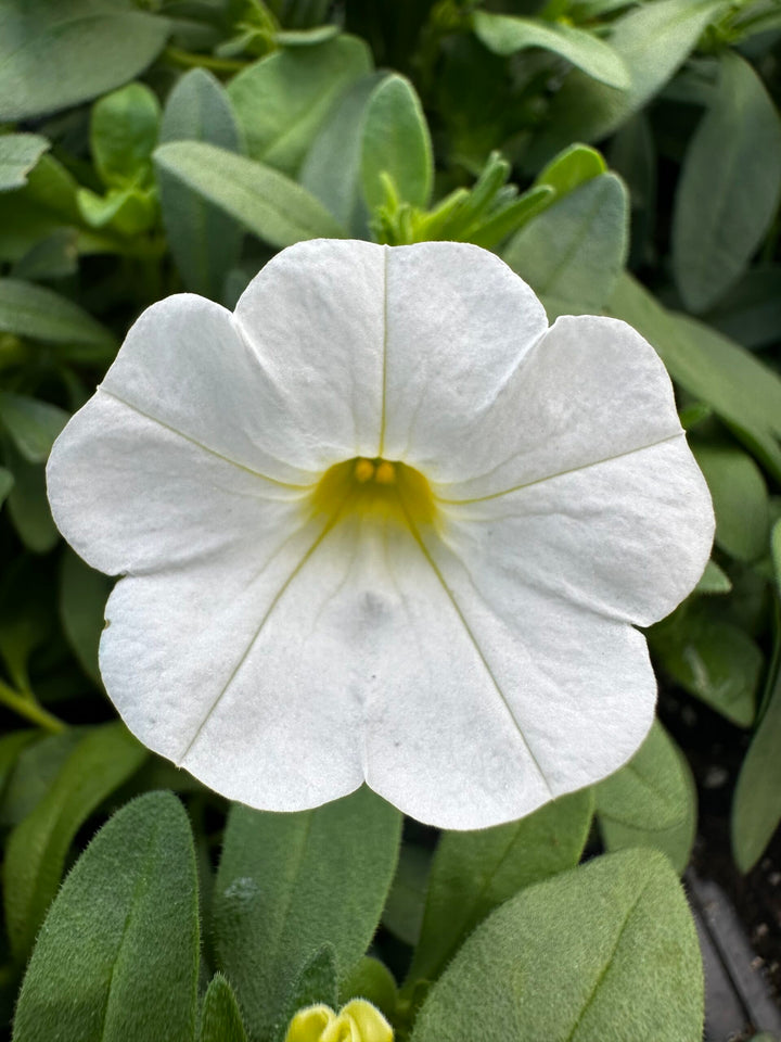White Calibrachoa Flower Seeds – Heirloom, Non-GMO, High Germination, Organic Seeds for Planting