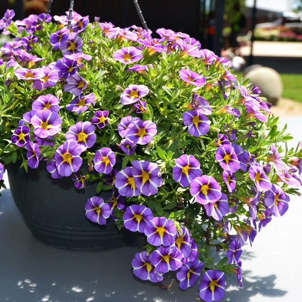 Perennial Purple Calibrachoa Flower Seeds for Planting Heirloom Non-GMO High Germination Organic Garden Seeds