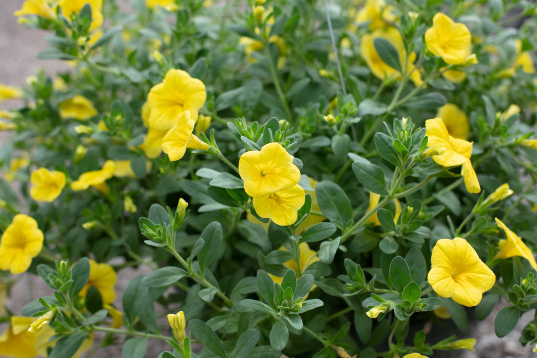 Yellow Calibrachoa Flower Seeds – Heirloom, Non-GMO, High Germination Seeds
