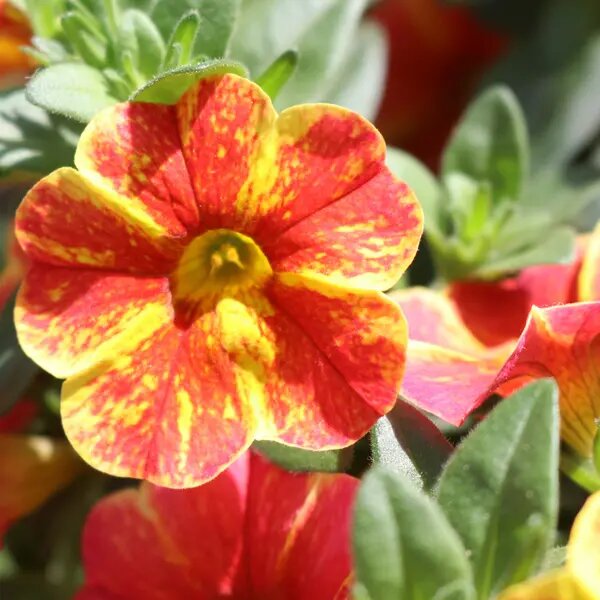 Yellow Red Calibrachoa Flower Seeds – Heirloom, Non-GMO, High Germination, Organic Garden Seeds