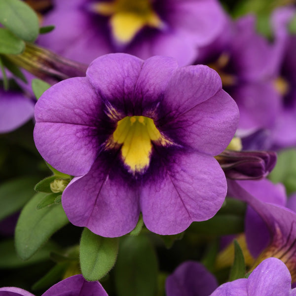 Violette Gelbe Calibrachoa-Blumensamen – Alte Sorte, gentechnikfrei, hohe Keimrate, Bio-Gartensamen zum Pflanzen