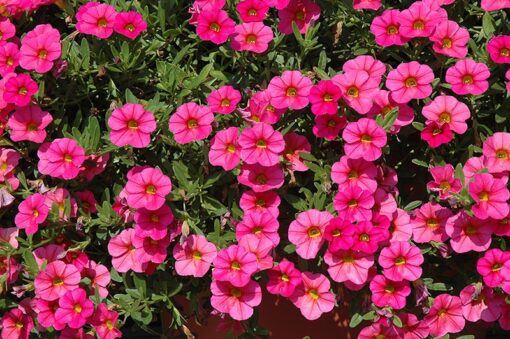 pink calibrachoa flower seeds