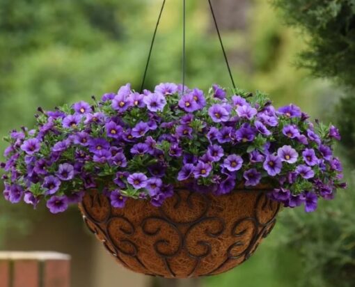calibrachoa denim flower seeds