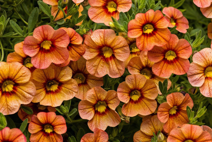 Calibrocha Flower Seeds Brown – Heirloom, Non-GMO, High Germination, Organic Garden Seeds