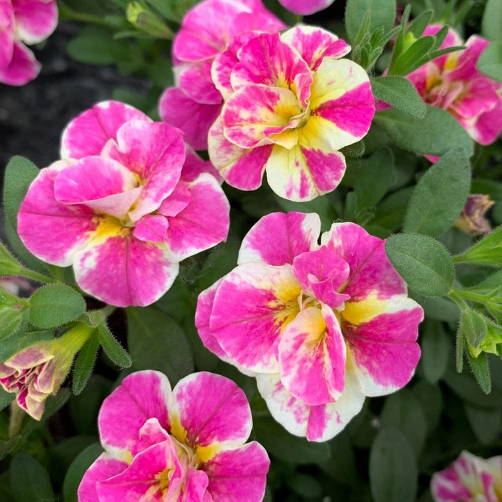 Pink White Calibrachoa Flower Seeds Heirloom Non-GMO High Germination Organic Garden Seeds for Planting