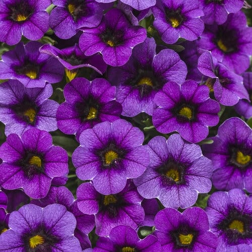 Violette Gelbe Calibrachoa-Blumensamen – Alte Sorte, gentechnikfrei, hohe Keimrate, Bio-Gartensamen zum Pflanzen