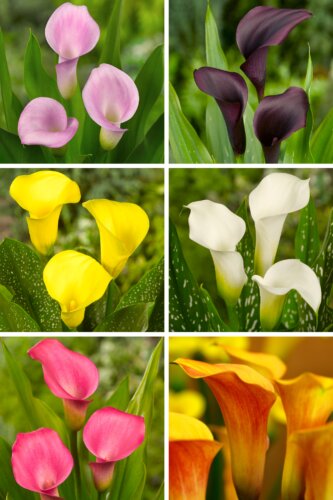 Mischung Calla Lilie Blumensamen – Alte Sorte, gentechnikfrei, hohe Keimfähigkeit Bio-Gartensamen zum Pflanzen