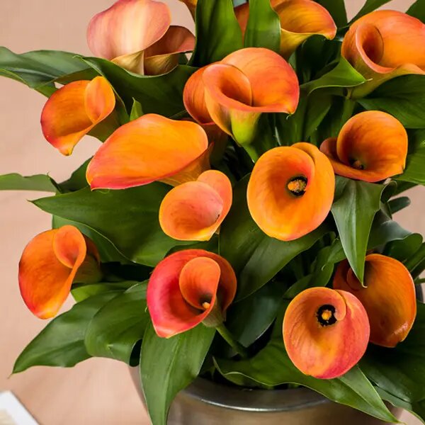 Orange Bonsai Calla Lily Flower Seeds – Heirloom, Non-GMO, High Germination Seeds