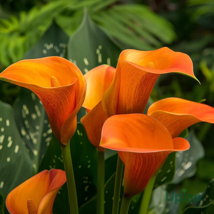 Orange Bonsai Calla Lily Flower Seeds – Heirloom, Non-GMO, High Germination Seeds
