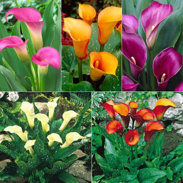 Calla Lilly Flower Seeds Mixed – Heirloom, Non-GMO, High Germination, Organic Garden Seeds