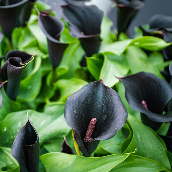 Calla Lily Flower Seeds Black – Heirloom, Non-GMO, High Germination, Organic Garden Seeds