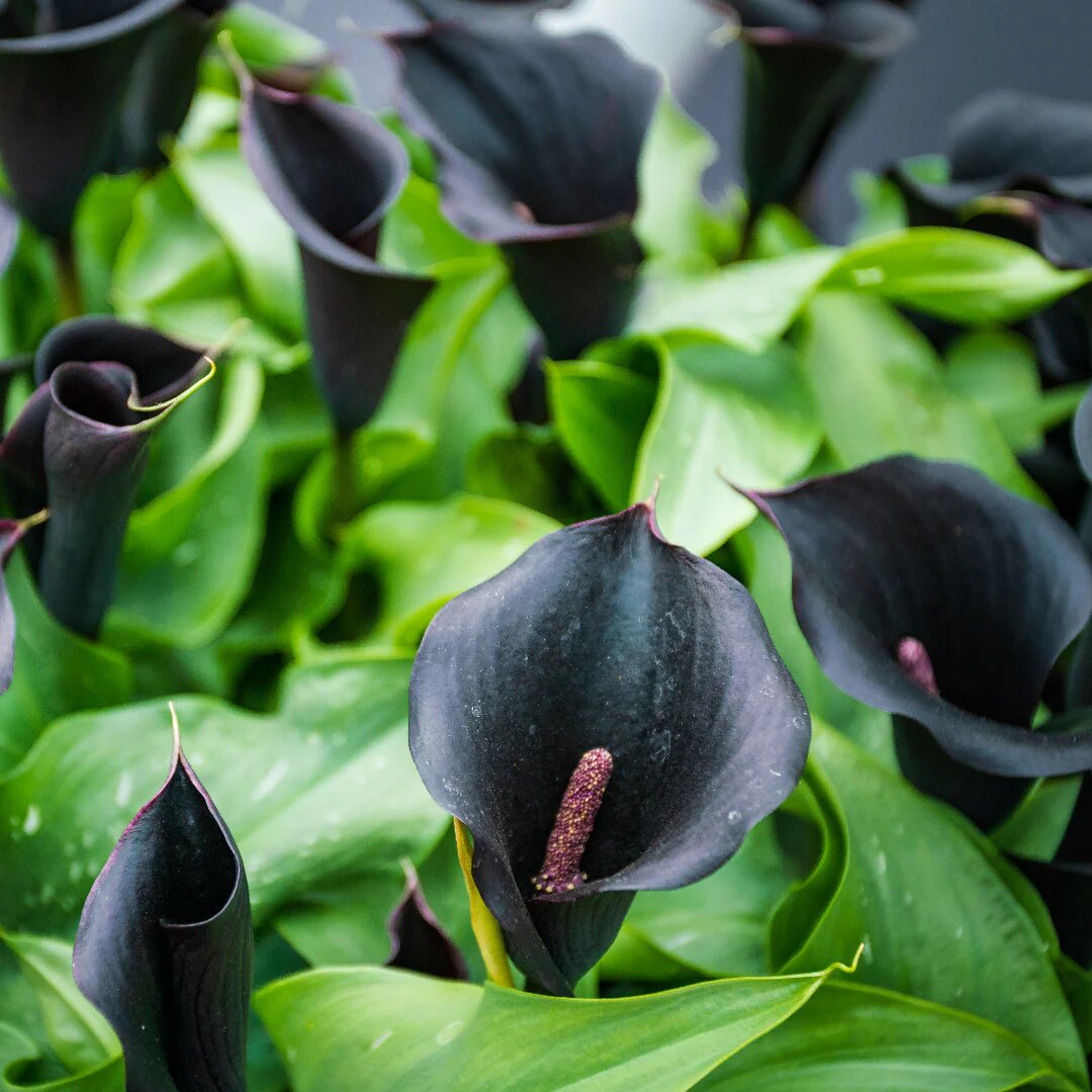 Black Calla Lily Flower Seeds – Heirloom, Non-GMO, High Germination Seeds