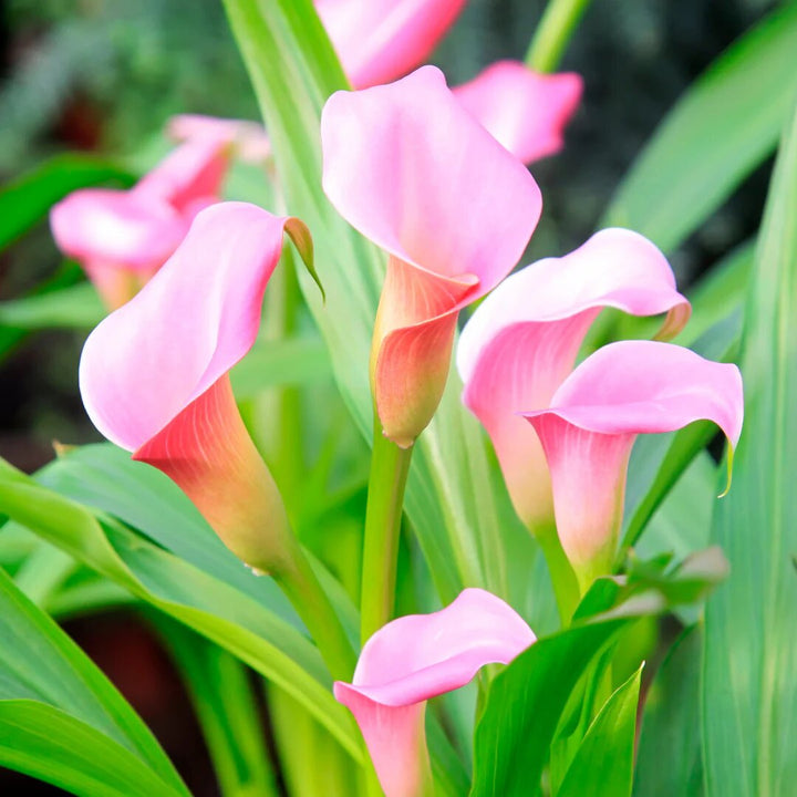 Light Pink Calla Lily Flower Seeds – Heirloom, Non-GMO, High Germination Organic Seeds