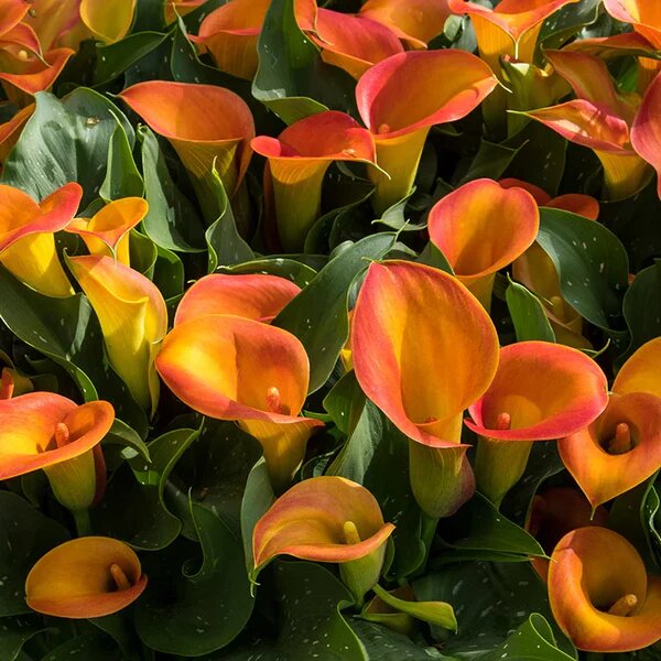Calla Lily Flower Seeds Orange – Heirloom, Non-GMO, High Germination Seeds