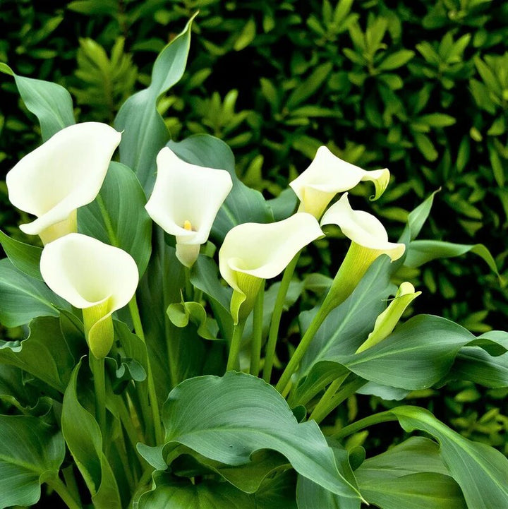 White Calla Lily Flower Seeds – Heirloom, Non-GMO, High Germination, Organic Garden Seeds