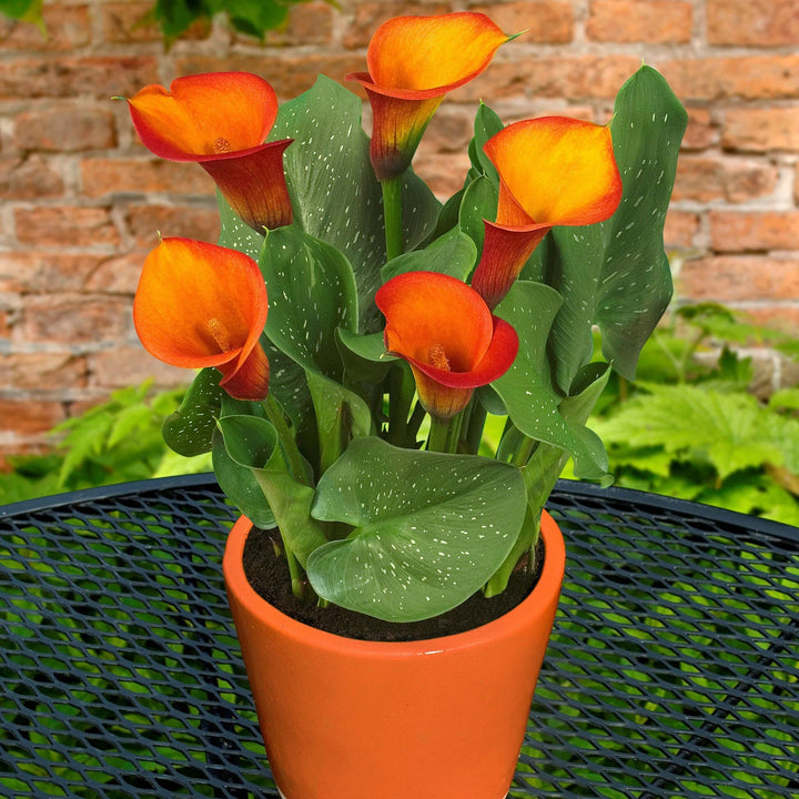 Orange Bonsai Calla Lily Flower Seeds – Heirloom, Non-GMO, High Germination Seeds
