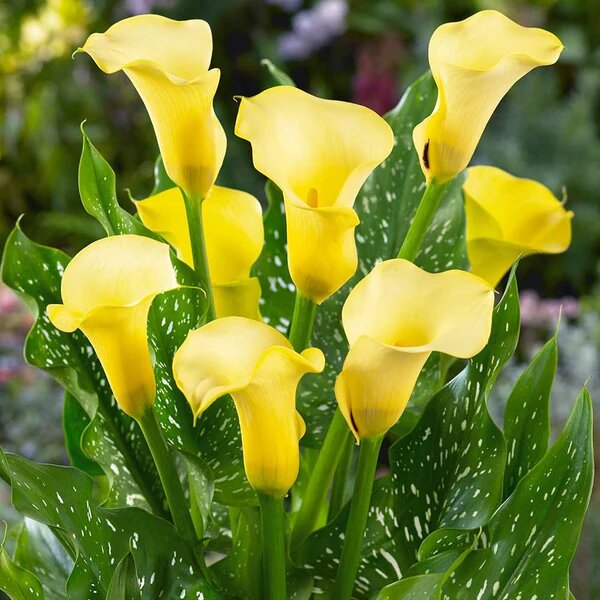 Yellow Calla Lilly Flower Seeds – Heirloom, Non-GMO, High Germination, Organic Garden Seeds