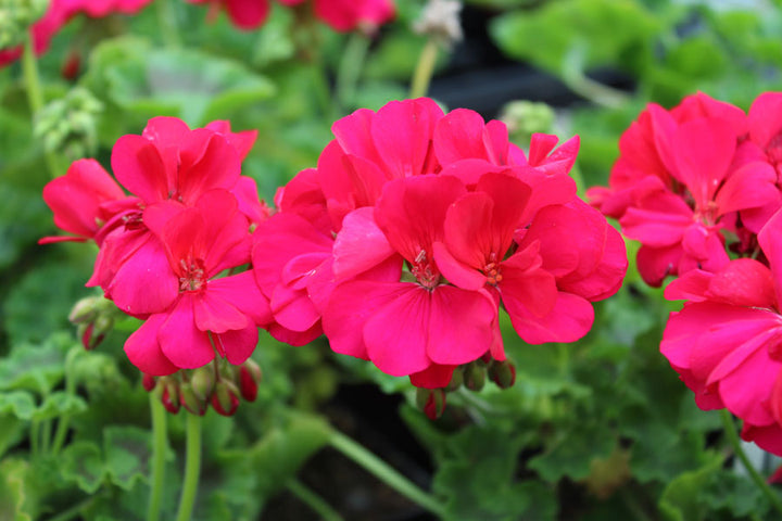 Dark Pink Geranium Flower Seeds – Heirloom Non-GMO High Germination Seeds