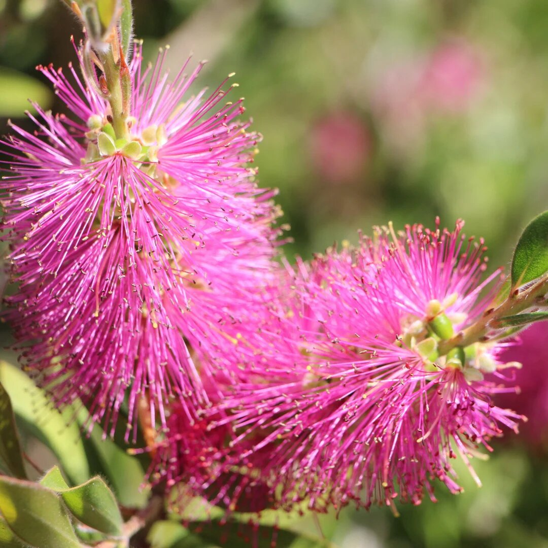 Ellipticum Flower Seeds Pink – Heirloom Non-GMO High Germination Garden Seeds