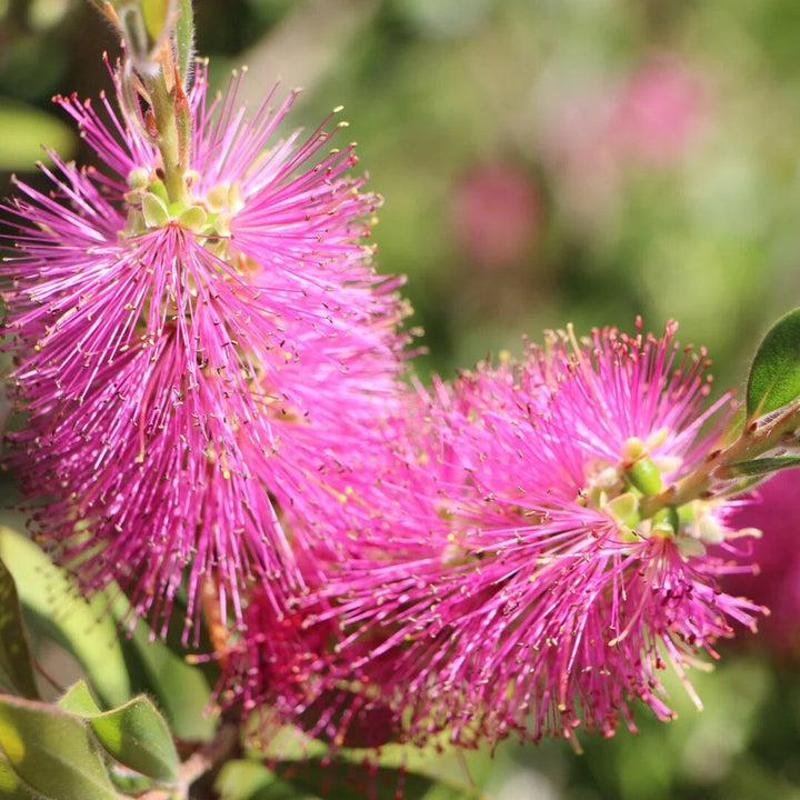 Ellipticum Flower Seeds Pink – Heirloom Non-GMO High Germination Garden Seeds