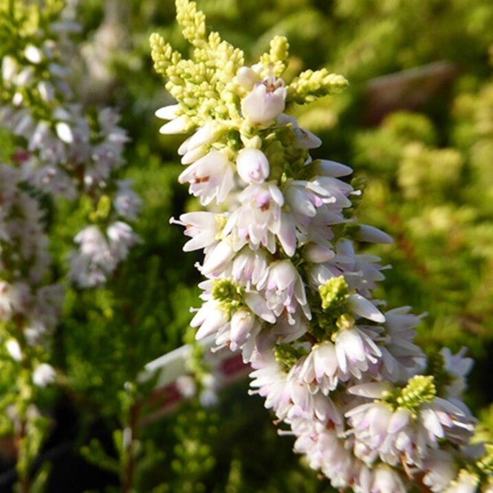 White Calluna Flower Seeds Heirloom Non-GMO High Germination Organic Garden Seeds for Planting