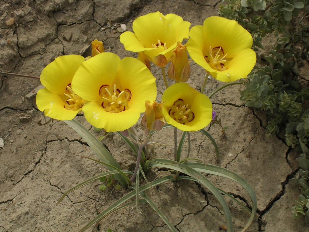 Calochortus Flower Seeds Yellow – Heirloom, Non-GMO, High Germination Seeds for Planting