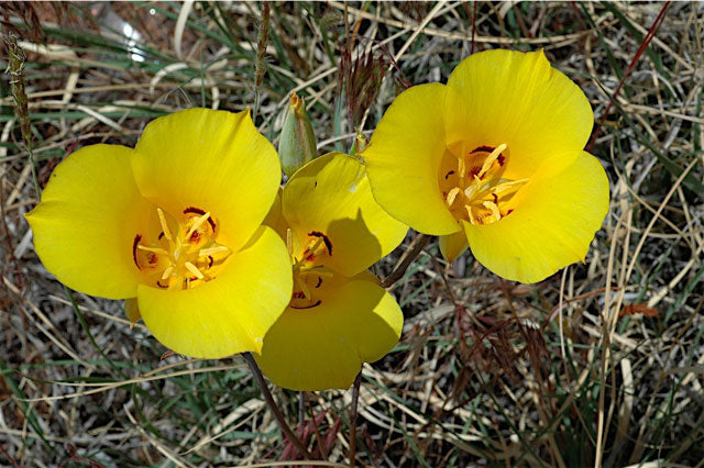 Calochortus Flower Seeds Yellow – Heirloom, Non-GMO, High Germination Seeds for Planting