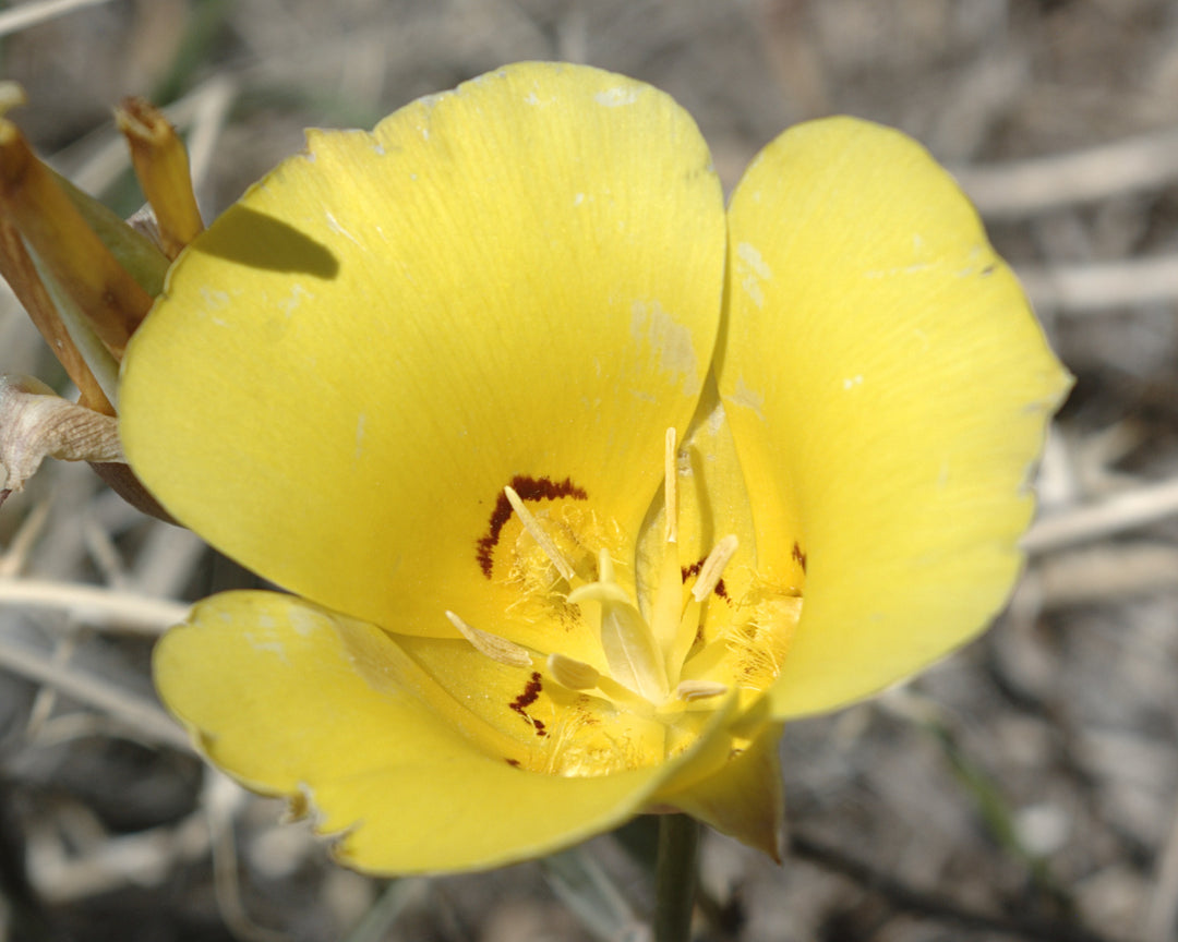 Calochortus Flower Seeds Yellow – Heirloom, Non-GMO, High Germination Seeds for Planting