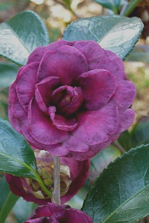 Camellia Flower Seeds Deep Purple – Heirloom, Non-GMO, High Germination Seeds