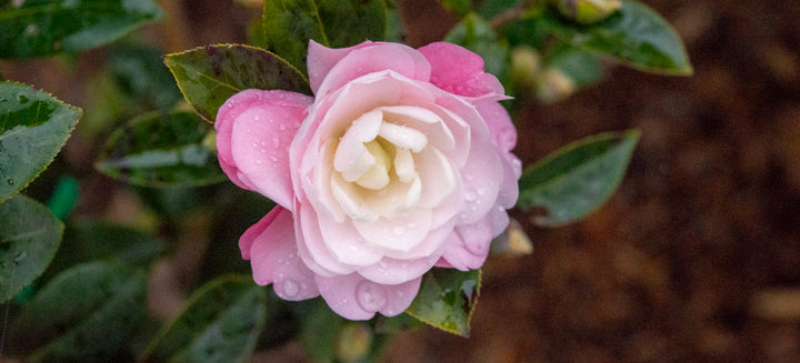 Pink White Camellia Flower Seeds Heirloom Non-GMO High Germination Organic Garden Seeds for Planting