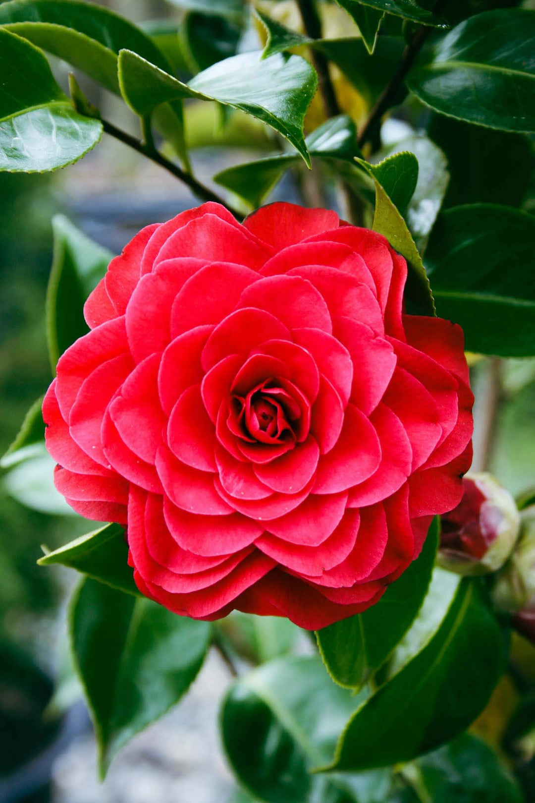 Red Camellia Flower Seeds – Heirloom, Non-GMO, High Germination, Organic Garden Seeds
