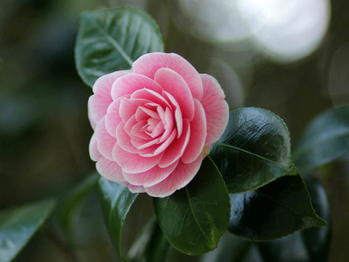 Camellia Japonica Flower Seeds – Heirloom, Non-GMO, High Germination Organic Garden Seeds for Planting
