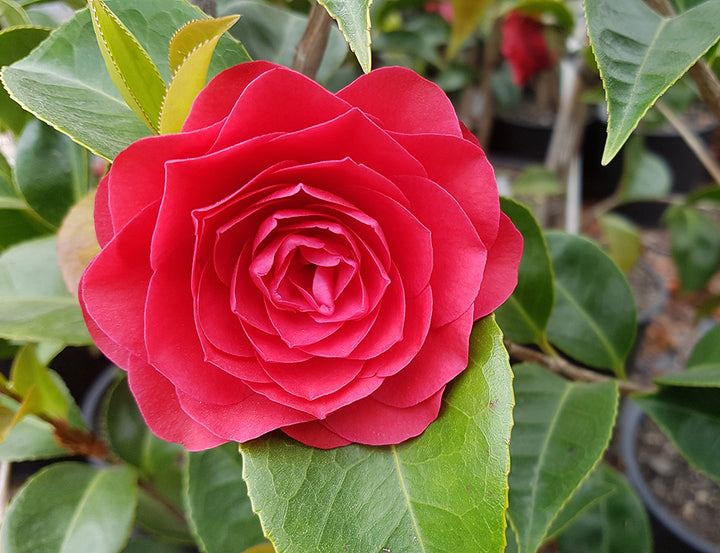 Red Camellia Flower Seeds – Heirloom, Non-GMO, High Germination, Organic Garden Seeds