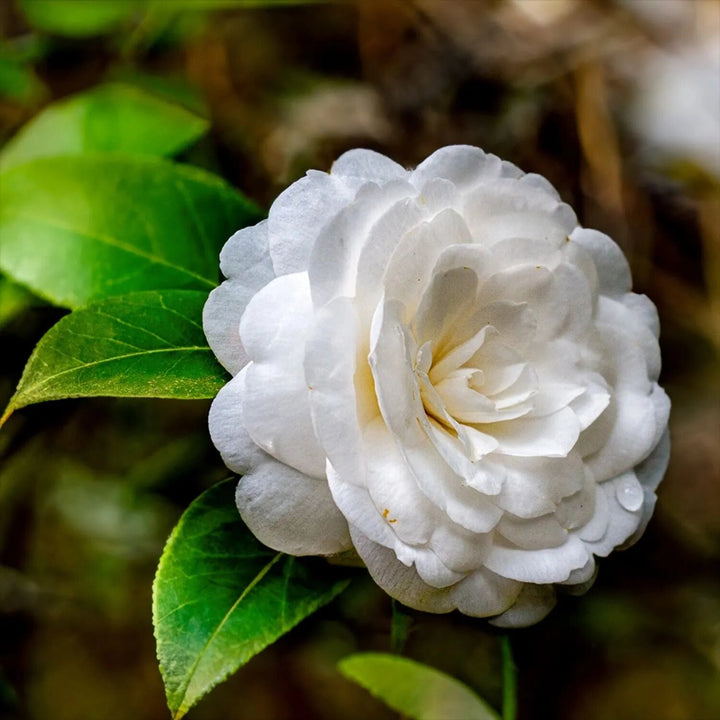 Camellia Flower Seeds White Heirloom Non-GMO High Germination Organic Seeds for Planting