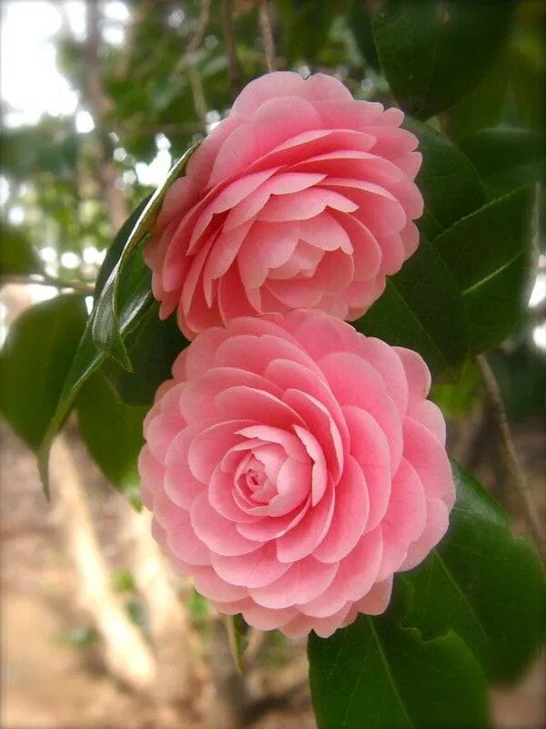 Camellia Japonica Flower Seeds – Heirloom, Non-GMO, High Germination Organic Garden Seeds for Planting