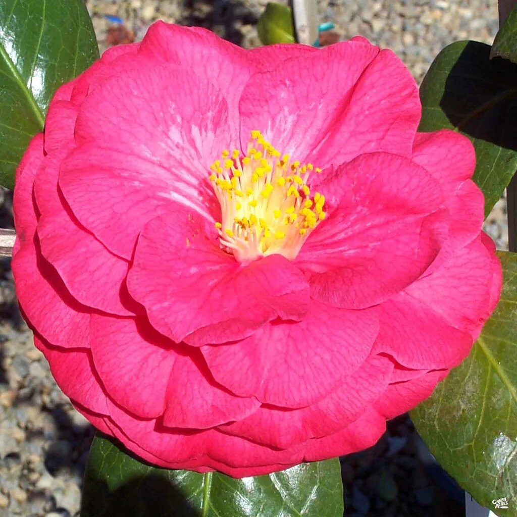 Semillas de Camelia Rosa Oscura – Semillas Ecológicas, Orgánicas, No Modificadas Genéticamente, para Jardín