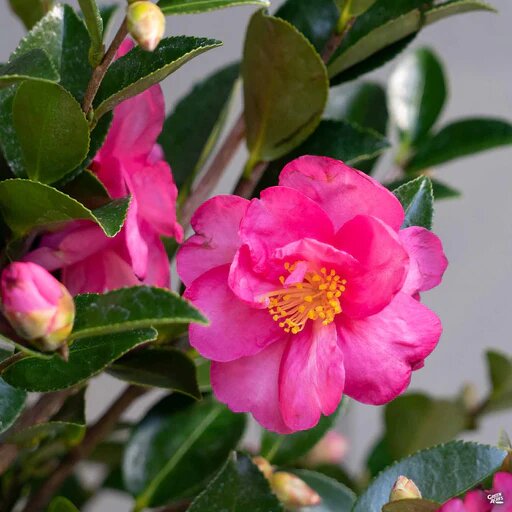 Semillas de Camelia Rosa Oscura – Semillas Ecológicas, Orgánicas, No Modificadas Genéticamente, para Jardín