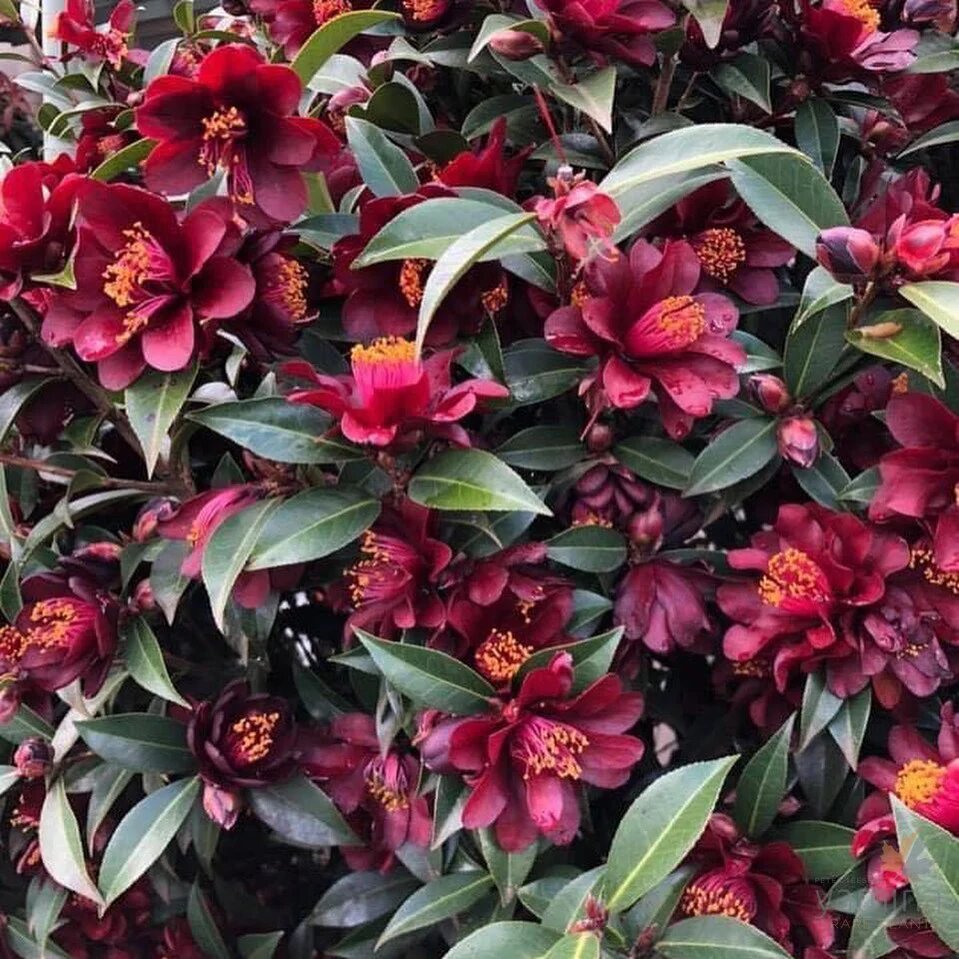 Camellia Flower Seeds Maroon – Heirloom, Non-GMO, High Germination Organic Seeds
