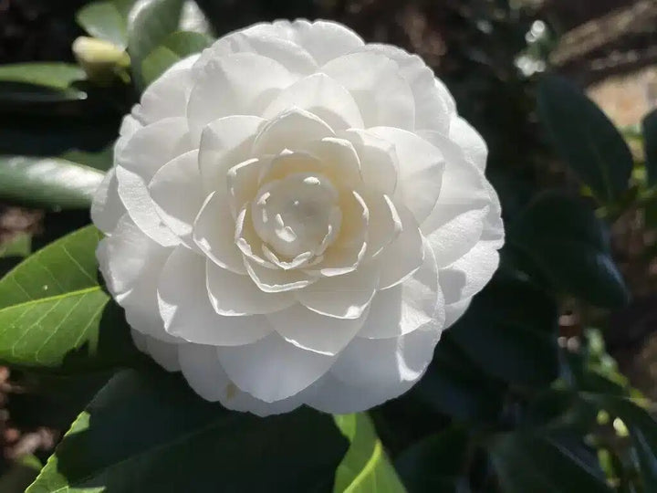 Camellia Flower Seeds White Heirloom Non-GMO High Germination Organic Seeds for Planting