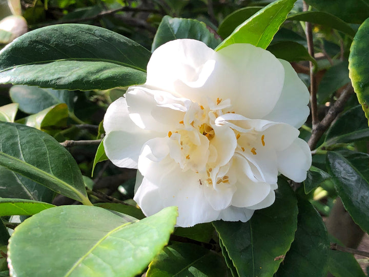 Semillas de Flores de Camelia Perenne Blanca Semillas Heredadas No-GMO de Alta Germinación para Sembrar