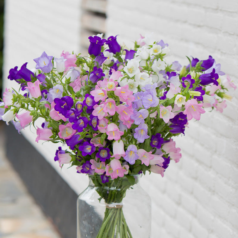 Mixed Campanula Flower Seeds – Heirloom, Non-GMO, High Germination Seeds