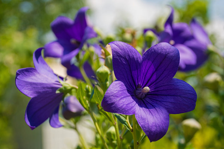 Campanula Flower Seeds Violet – Heirloom, Non-GMO, High Germination Organic Seeds