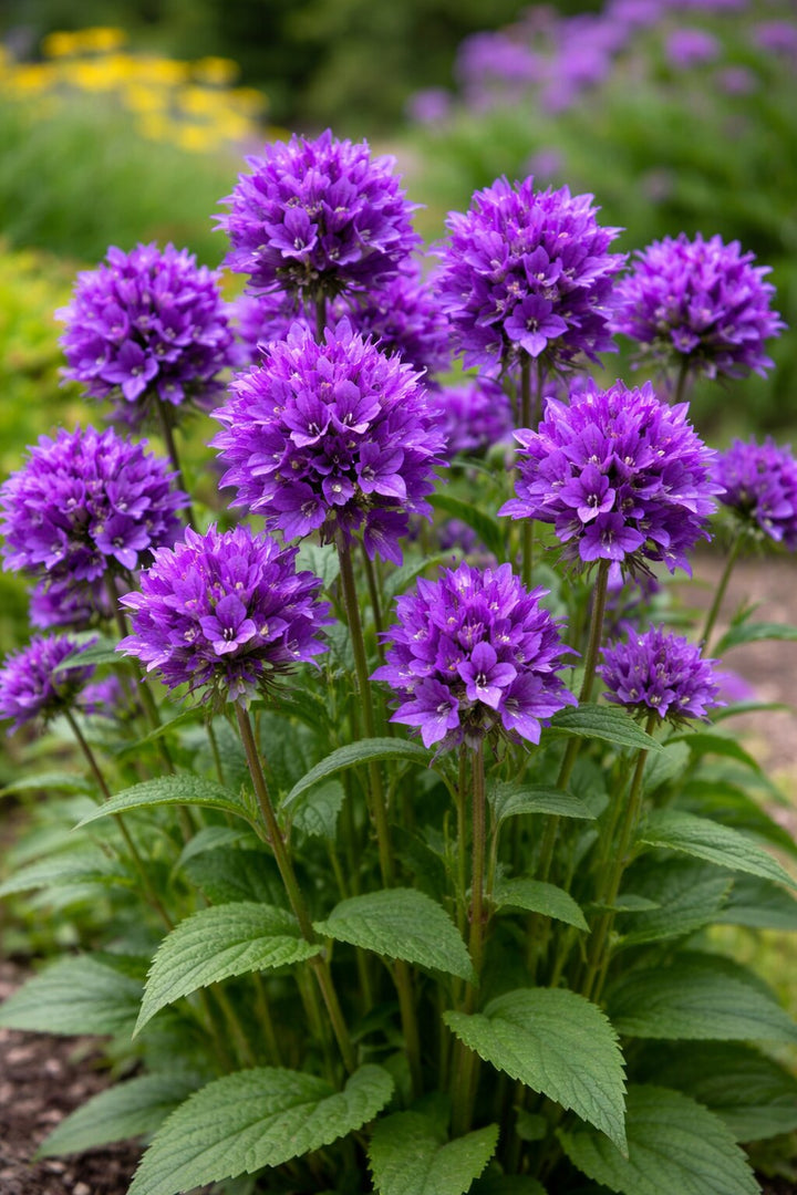 Glomerata Flower Seeds – Heirloom, Non-GMO, High Germination Organic Garden Seeds for Planting