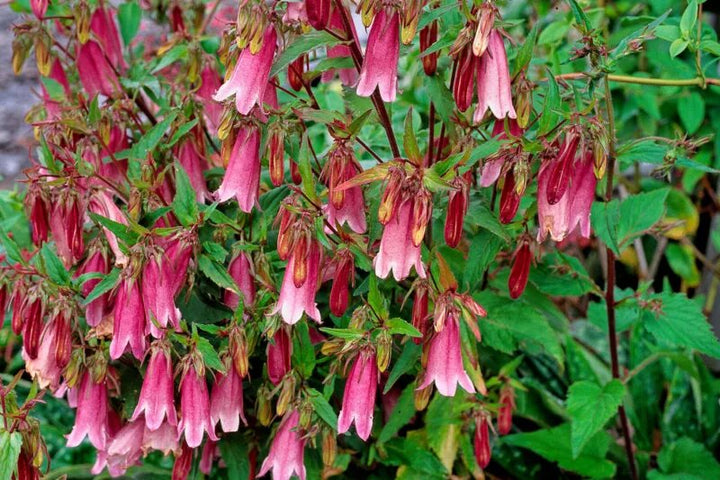 Red Campanula Flower Seeds – Heirloom, Non-GMO, High Germination Seeds for Planting