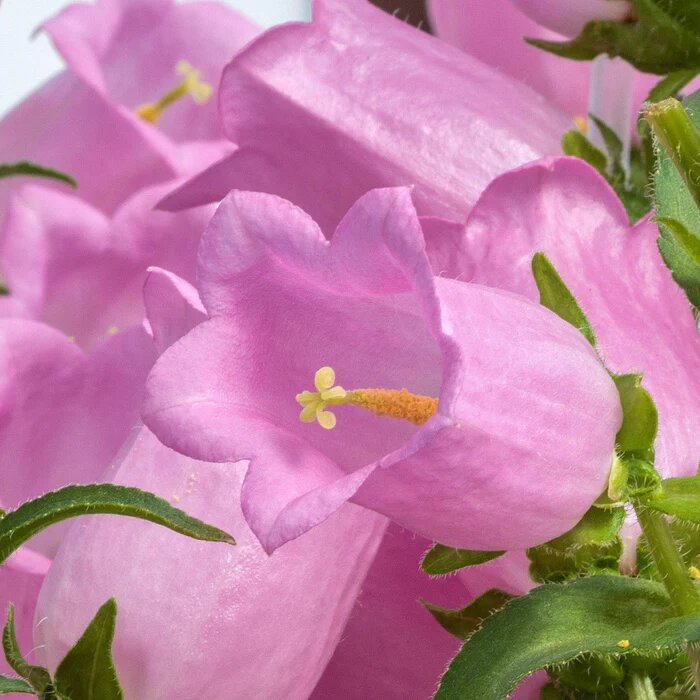 Semillas de Campanilla Rosada – Variedad antigua, sin OGM, semillas de alta germinación para sembrar