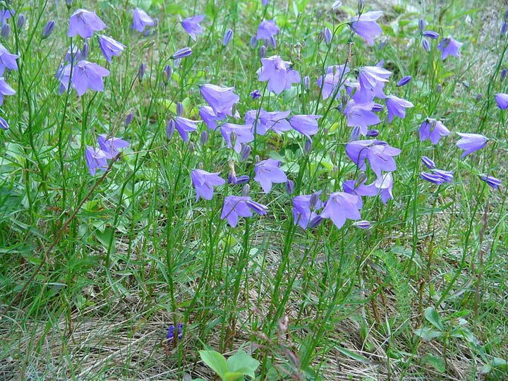 Light Purple Bell Flower Seeds – Heirloom, Non-GMO, High Germination Organic Garden Seeds for Planting